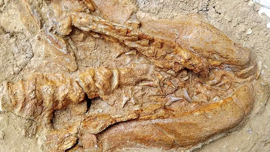 Peru tìm thấy hóa thạch tổ tiên 9 triệu tuổi của cá mập trắng lớn Peru tìm thấy hóa thạch tổ tiên 9 triệu tuổi của cá mập trắng lớn