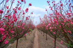 Giữ vững thương hiệu của làng trồng hoa đào truyền thống