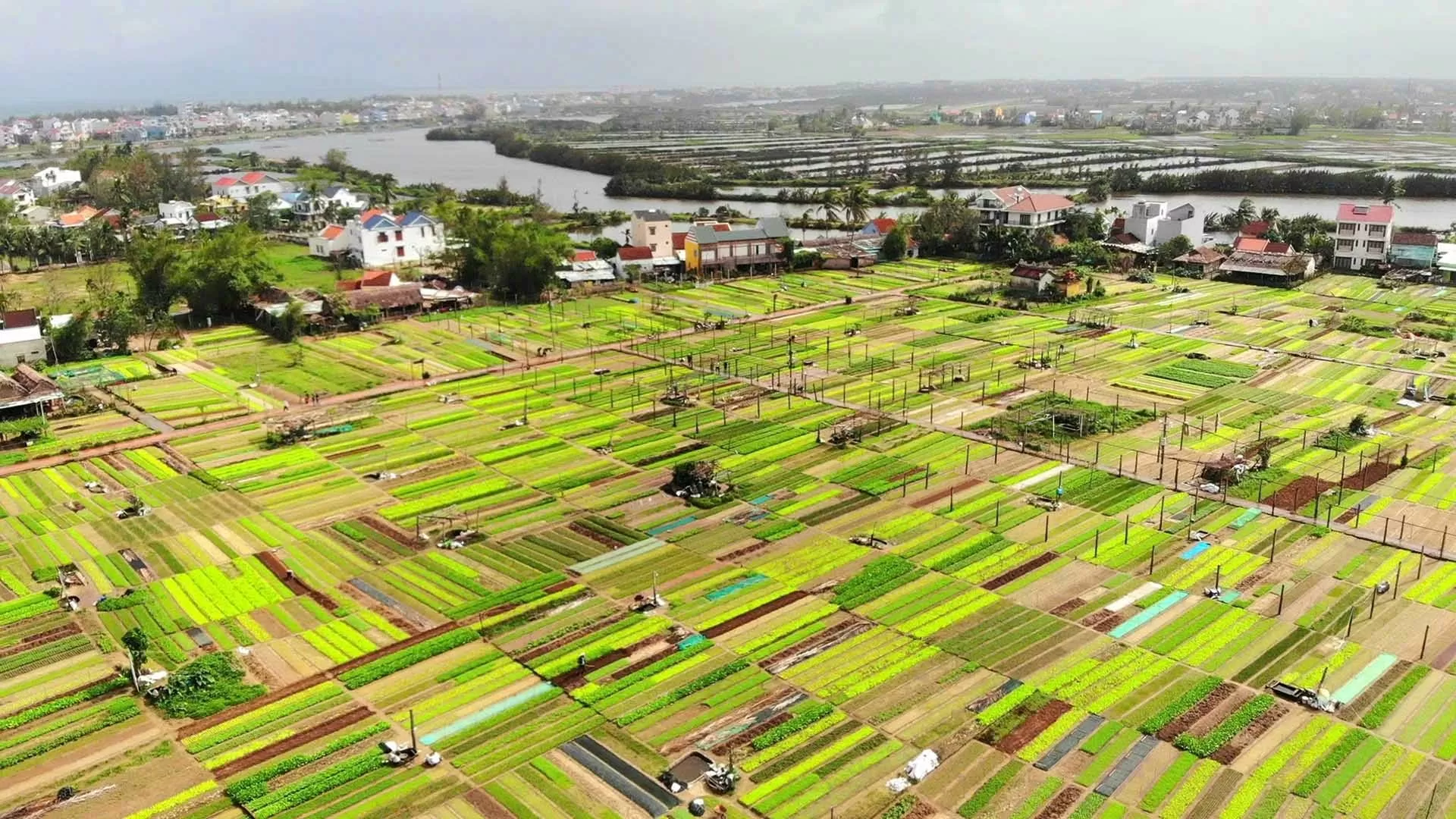 Trải nghiệm thi vị ở làng rau Trà Quế Trải nghiệm thi vị ở làng rau Trà Quế