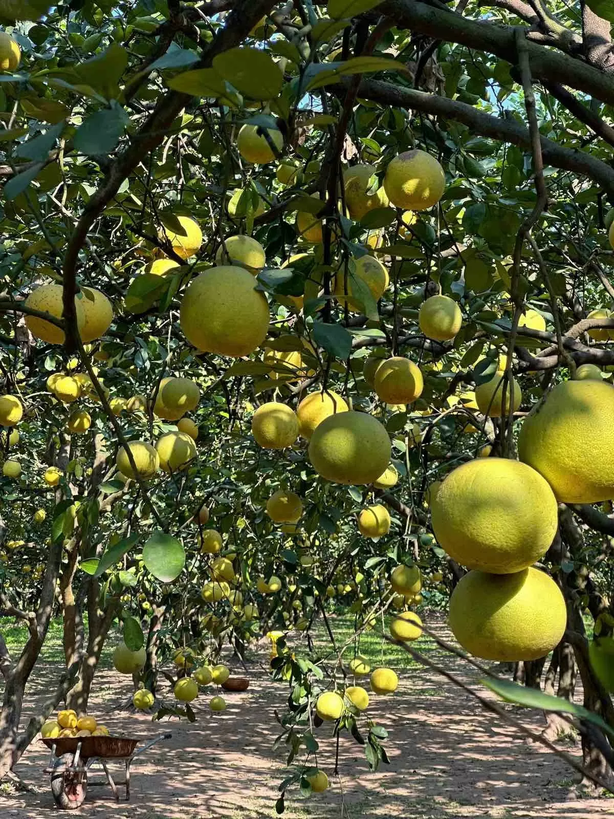 Hương bưởi Diễn bay xa