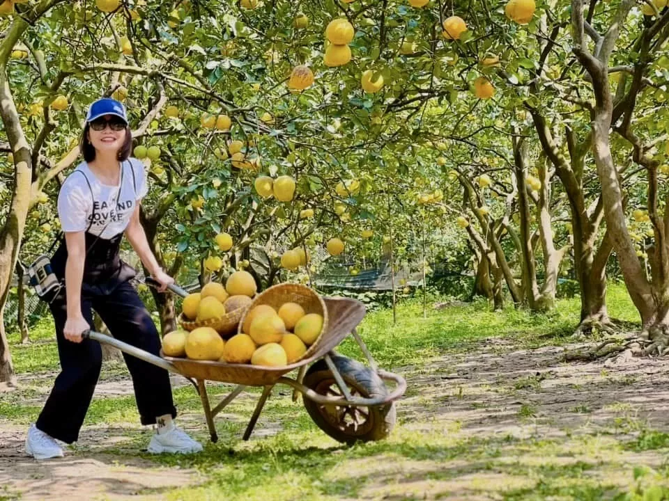 Hương bưởi Diễn bay xa