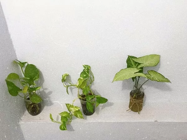 Góc cây xanh nhỏ xinh tại nhà chị N (tại Thái Bình). (Ảnh: NVCC)