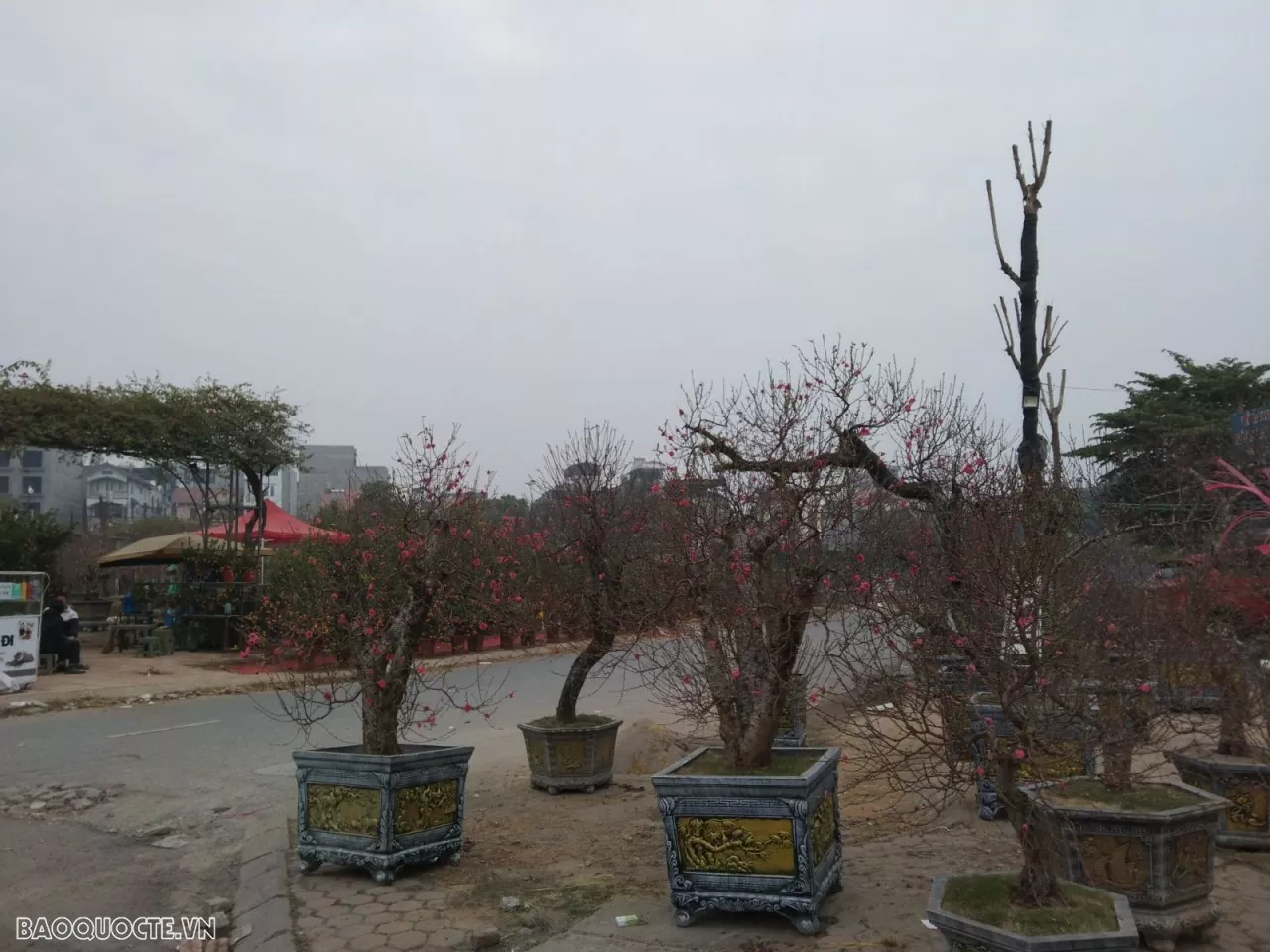 Dự báo thời tiết dịp Tết Ất Tỵ 2025 (26 tháng Chạp - mùng 5 Tết): Bắc Bộ, Bắc Trung Bộ trời rét, khả năng xảy ra rét đậm, rét hại; phía Nam ngày nắng