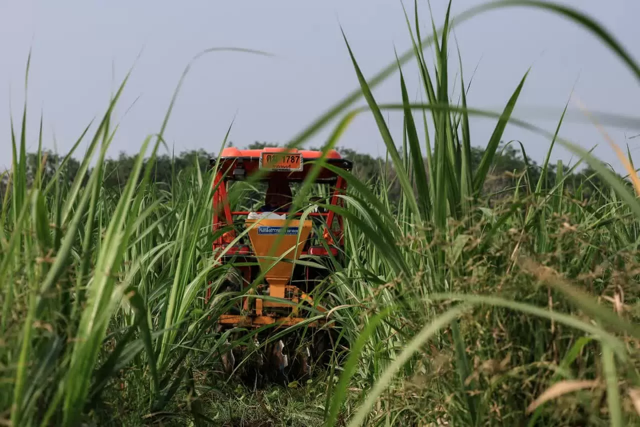 Ngành đường của một quốc gia Đông Nam Á lao đao do lệnh cấm đột ngột từ Trung Quốc. Bloomberf Ngành đường của một quốc gia Đông Nam Á lao đao do lệnh cấm đột ngột từ Trung Quốc. Bloomberf