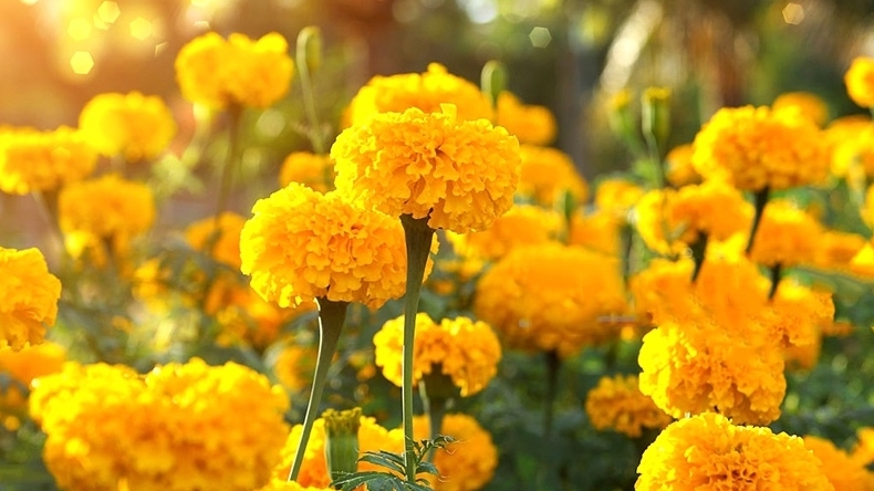 Lựa chọn hoa trưng trên bàn thờ ngày Tết sao cho phù hợp