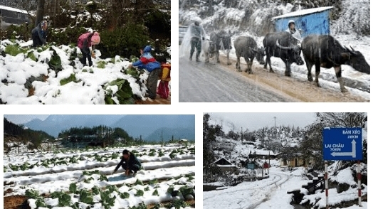 Thủ tướng chỉ đạo chủ động phòng, chống rét đậm, rét hại kéo dài