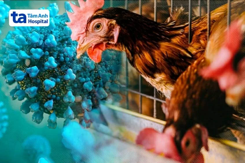 Cúm gia cầm H5N1. chưa có bằng chứng nào cho thấy chủng virus A(H5N1) có thể lây từ người sang người. (Nguồn: Bệnh viện Tâm Anh)