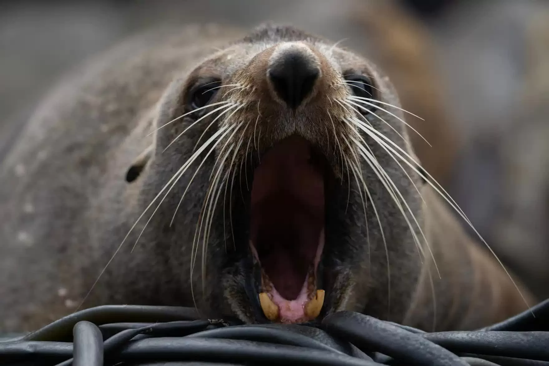 Hình ảnh đáng yêu của động vật hoang dã Hình ảnh đáng yêu của động vật hoang dã