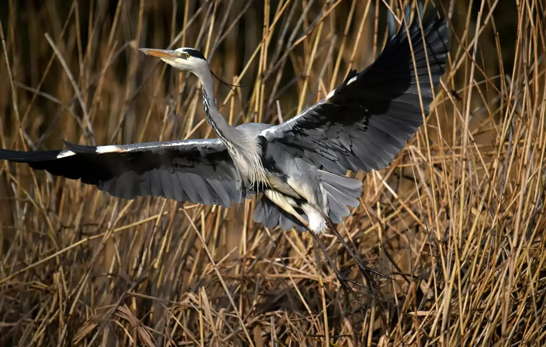 Hình ảnh đáng yêu của động vật hoang dã Hình ảnh đáng yêu của động vật hoang dã