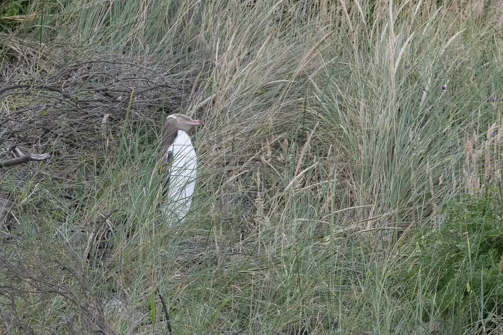 Hình ảnh đáng yêu của động vật hoang dã Hình ảnh đáng yêu của động vật hoang dã