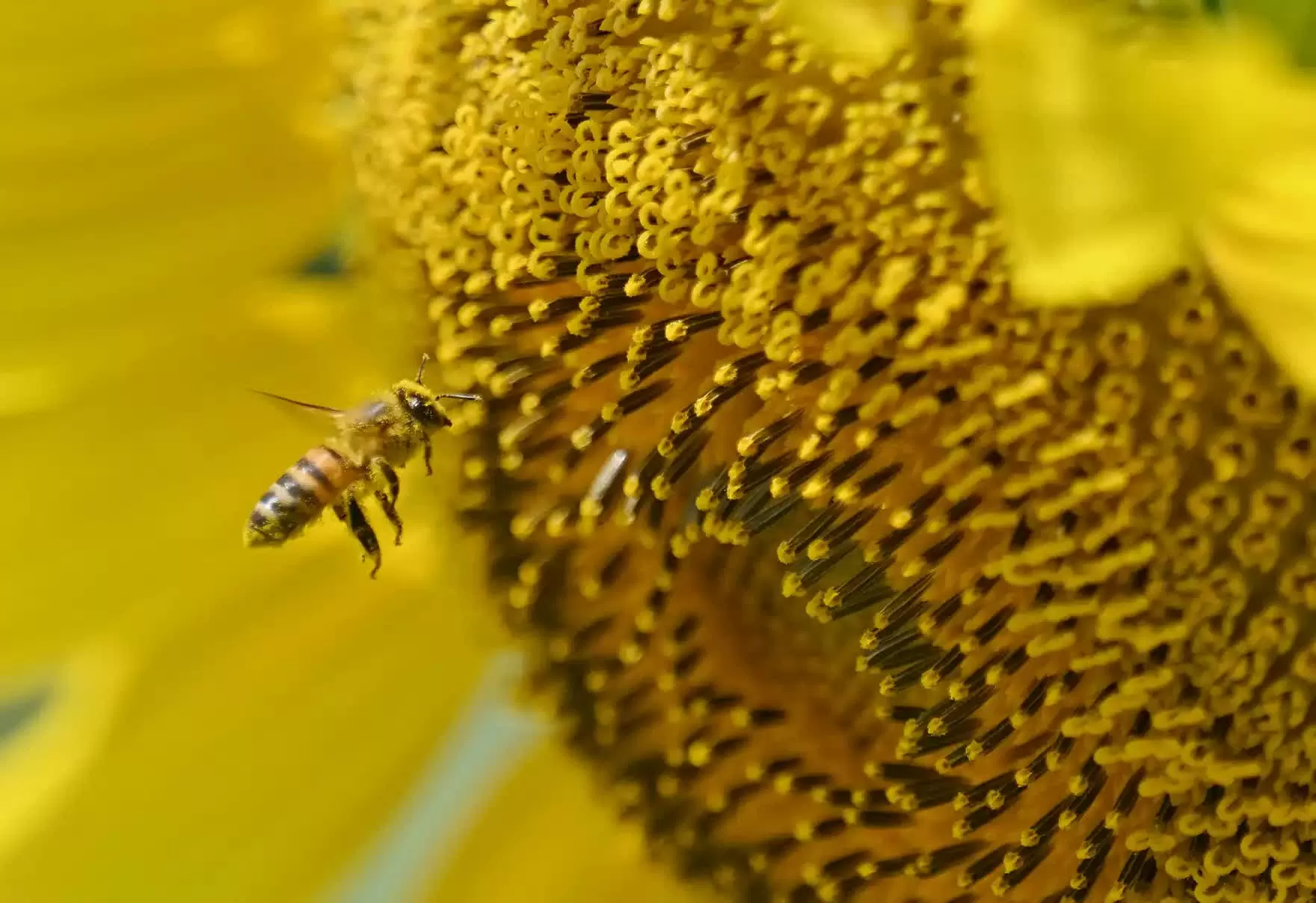 Hình ảnh đáng yêu của động vật hoang dã