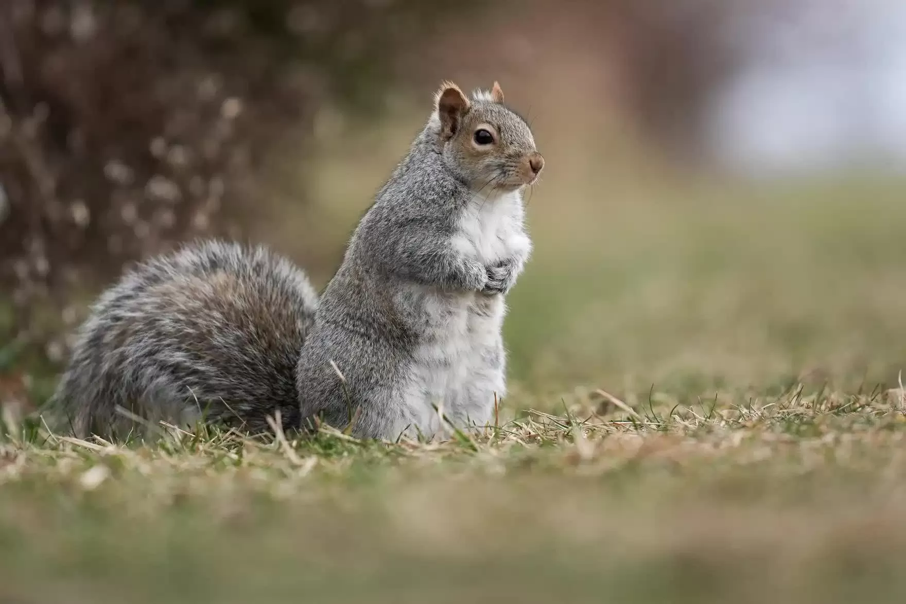 Hình ảnh đáng yêu của động vật hoang dã