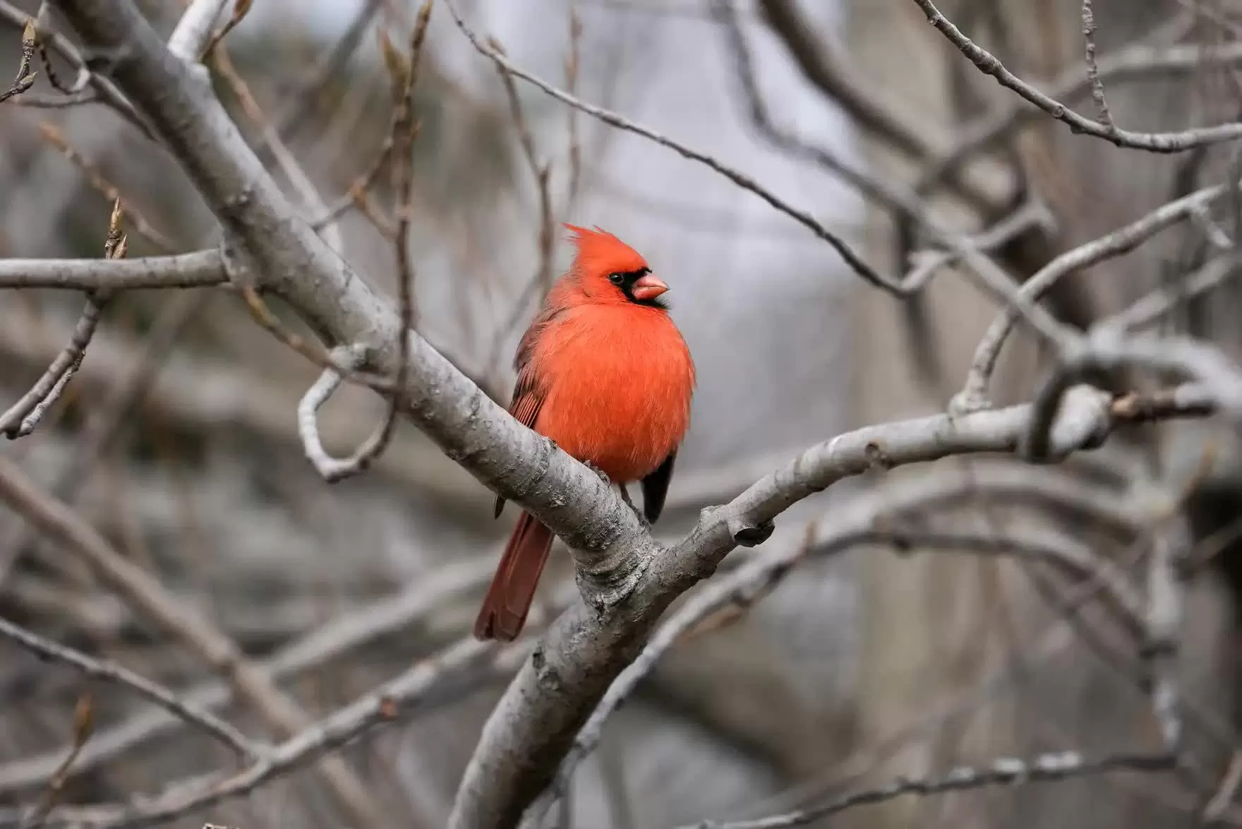 Hình ảnh đáng yêu của động vật hoang dã