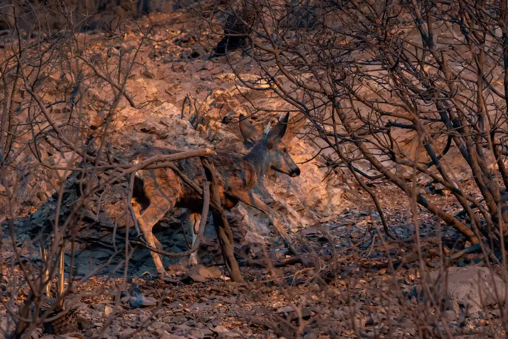 Hình ảnh đáng yêu của động vật hoang dã