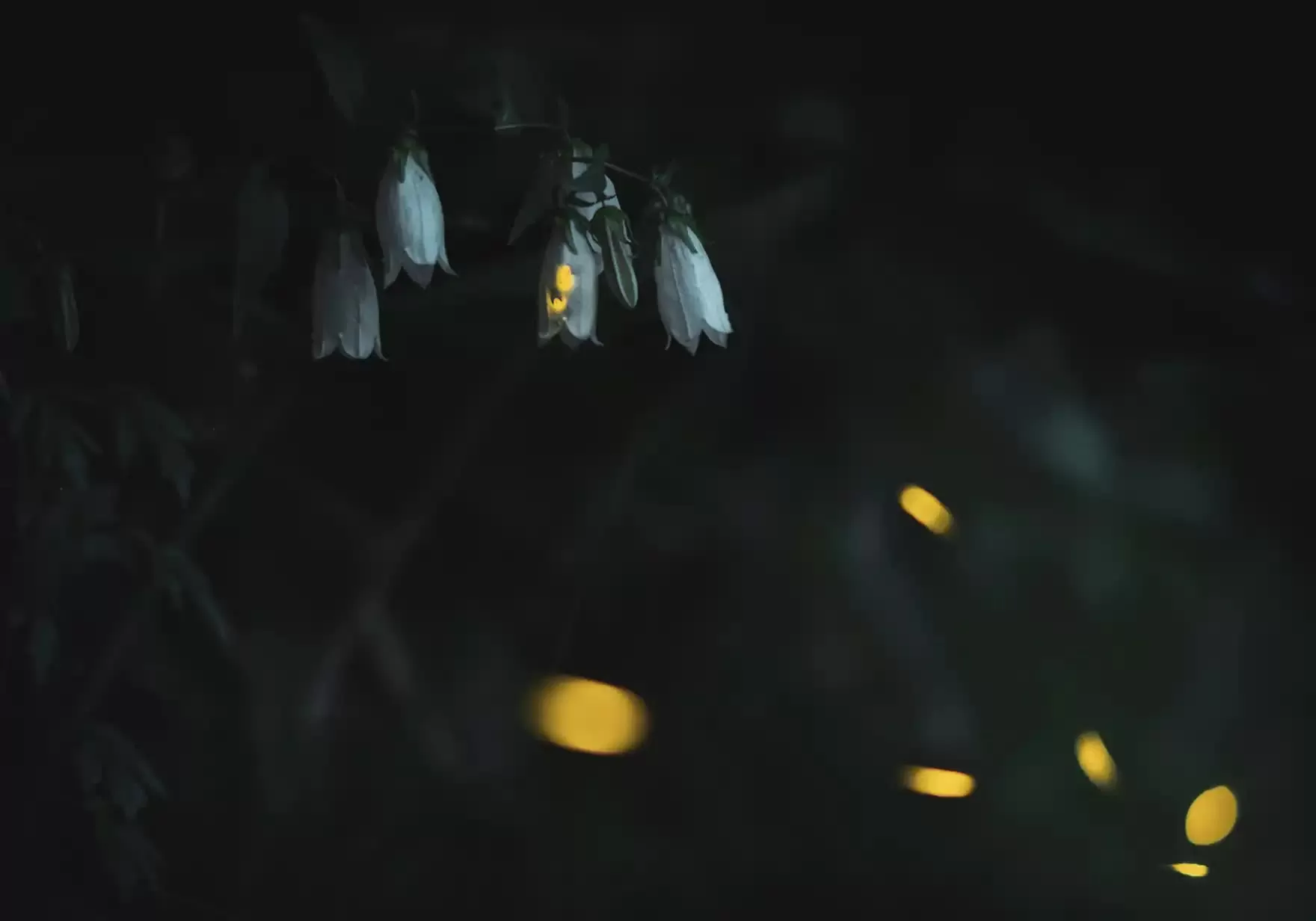 Khung cảnh cổ tích tại khu rừng đom đóm ở Yamagata, Nhật Bản