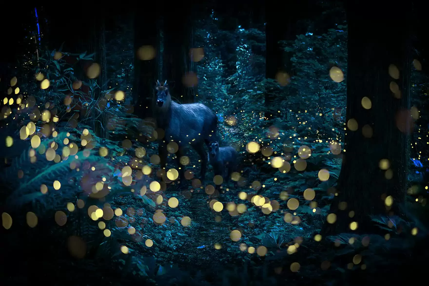 Khung cảnh cổ tích tại khu rừng đom đóm lung linh ở Yamagata, Nhật Bản Khung cảnh cổ tích tại khu rừng đom đóm ở Yamagata, Nhật Bản