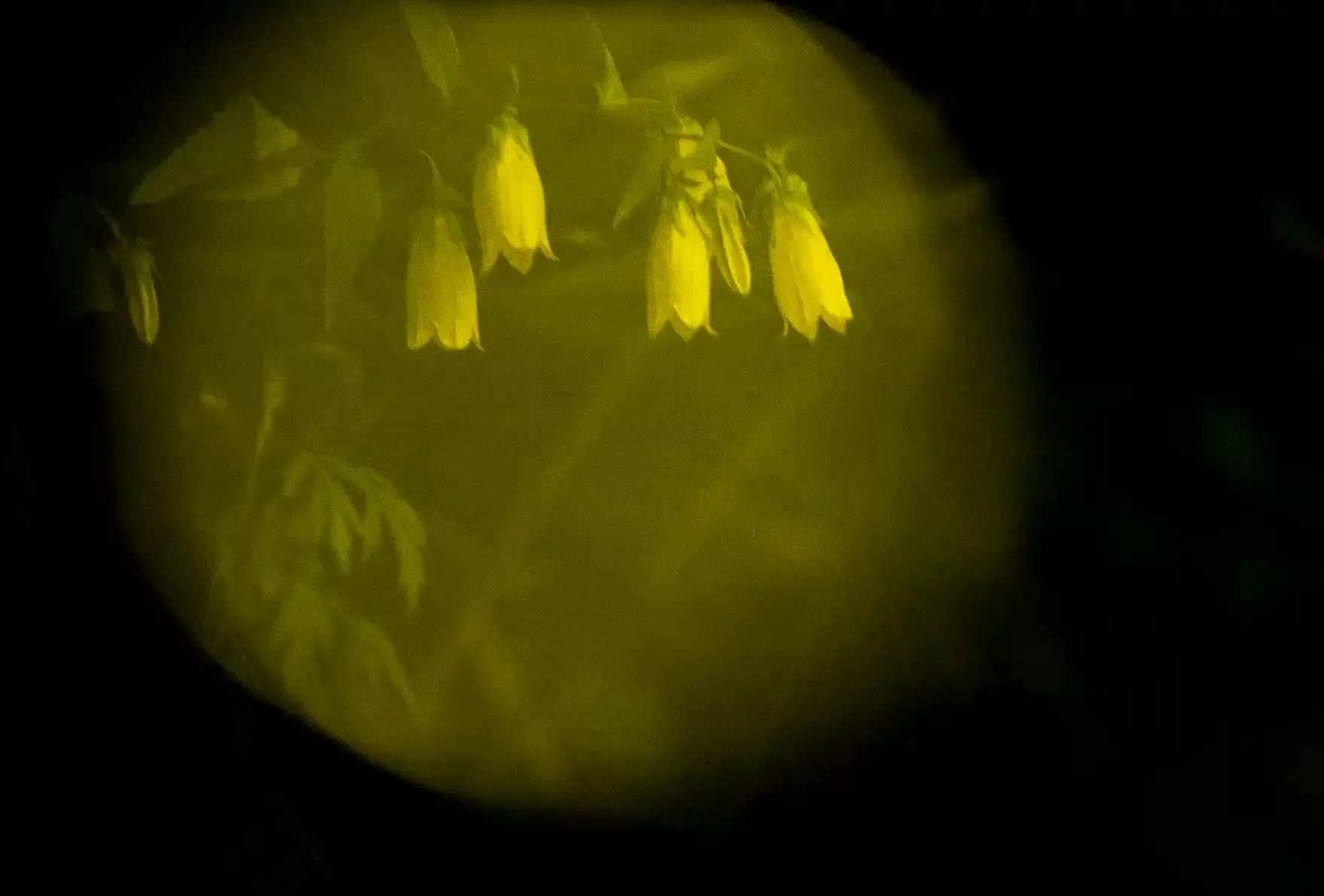 Khung cảnh cổ tích tại khu rừng đom đóm lung linh ở Yamagata, Nhật Bản Khung cảnh cổ tích tại khu rừng đom đóm ở Yamagata, Nhật Bản