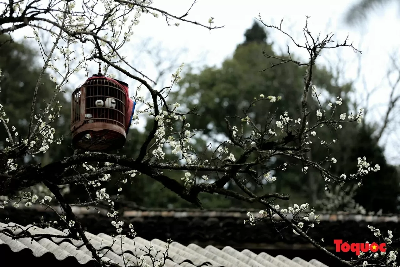 Khám phá Việt Nam: Mê đắm những cung đường Xuân Khám phá Việt Nam: Mê đắm những cung đường Xuân