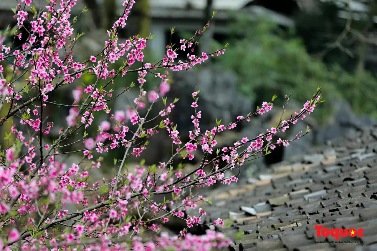 Khám phá Việt Nam: Mê đắm những cung đường Xuân Khám phá Việt Nam: Mê đắm những cung đường Xuân