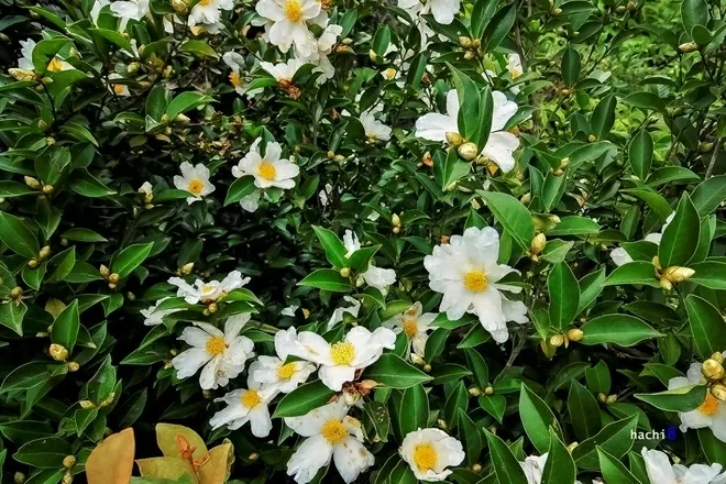 Khám phá Việt Nam: Mê đắm những cung đường Xuân Khám phá Việt Nam: Mê đắm những cung đường Xuân