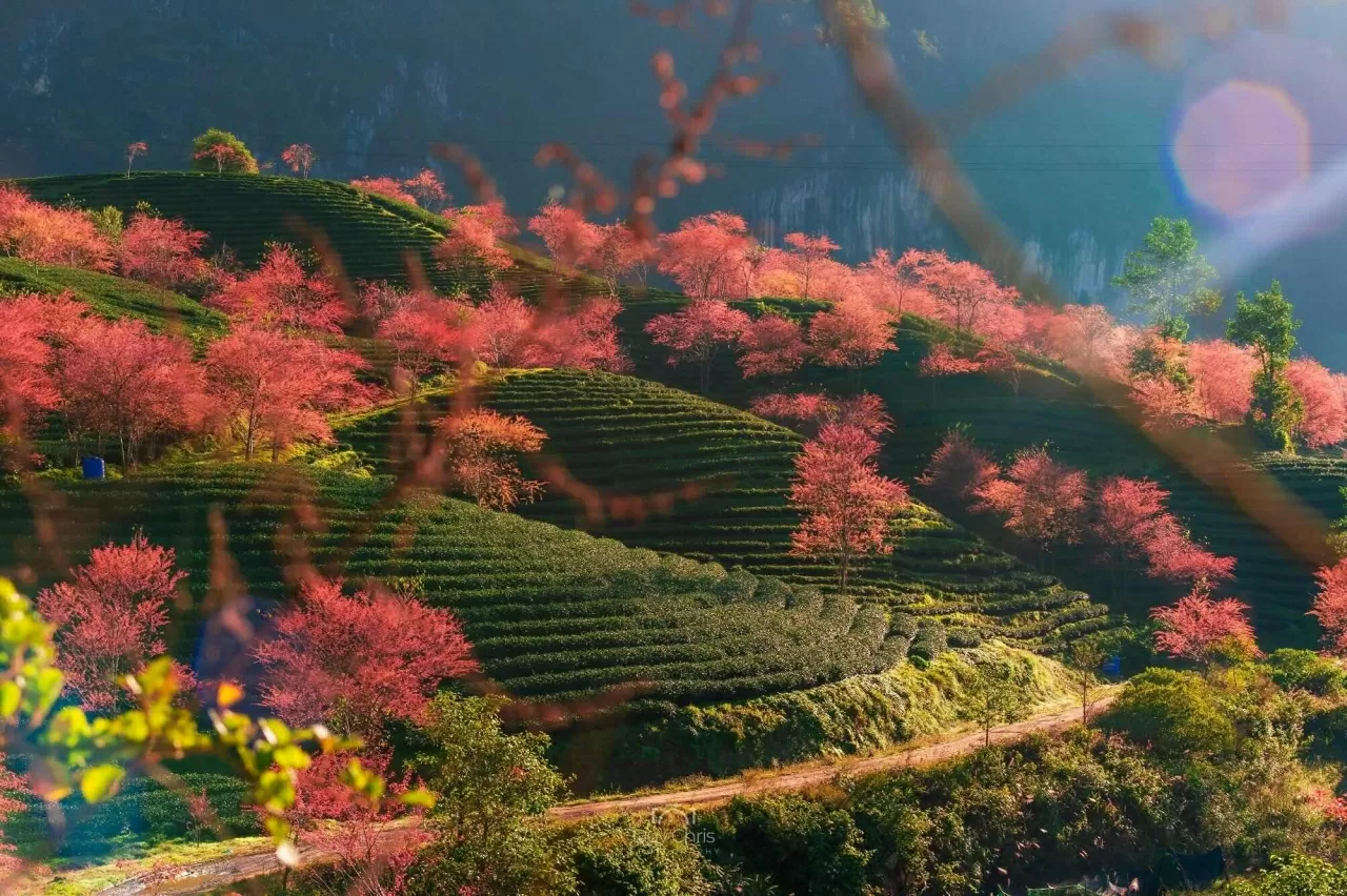 Khám phá Việt Nam: Mê đắm những cung đường Xuân Khám phá Việt Nam: Mê đắm những cung đường Xuân