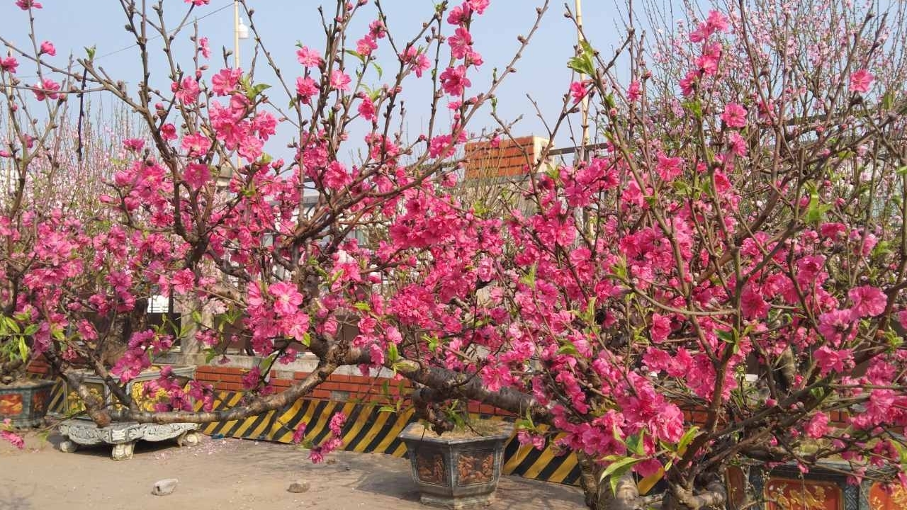 du bao thoi tiet ngay mung 1 tet nguyen dan 2025 291 bac bo troi ret vung nui ret dam ret hai cac khu vuc ngay nang