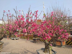 Dự báo thời tiết ngày mùng 1 Tết Nguyên đán 2025 (29/1): Bắc Bộ trời rét, vùng núi rét đậm, rét hại; các khu vực ngày nắng