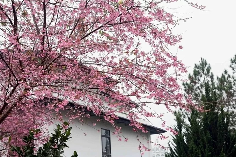 Hoa anh đào khoe sắc Xuân, hút khách du lịch đến cao nguyên Mộc Châu Hoa anh đào khoe sắc Xuân, hút khách du lịch đến cao nguyên Mộc Châu