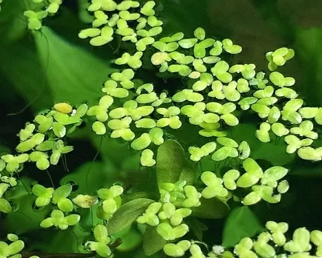 Thời tiết ngày 9/2: Miền Bắc vẫn rét đậm, rét hại, vùng núi cao có băng giá và sương muối