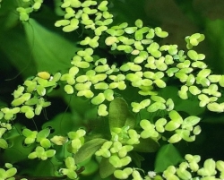 Bèo tấm - Nguồn dinh dưỡng tiềm năng đang chờ trải nghiệm