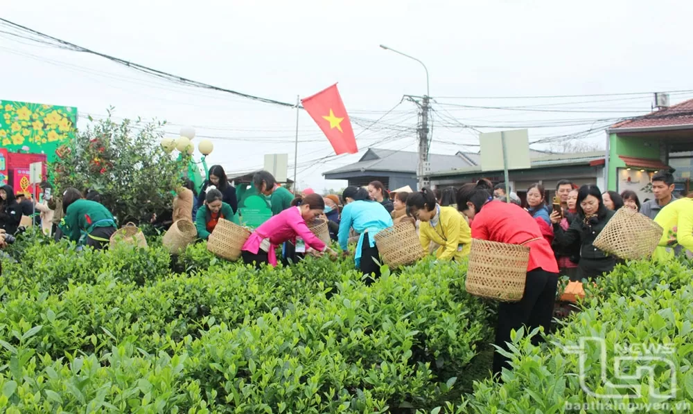 Thái Nguyên: Khai mạc Lễ hội Hương sắc trà xuân - vùng chè đặc sản Tân Cương Thái Nguyên: Khai mạc Lễ hội Hương sắc trà xuân - vùng chè đặc sản Tân Cương