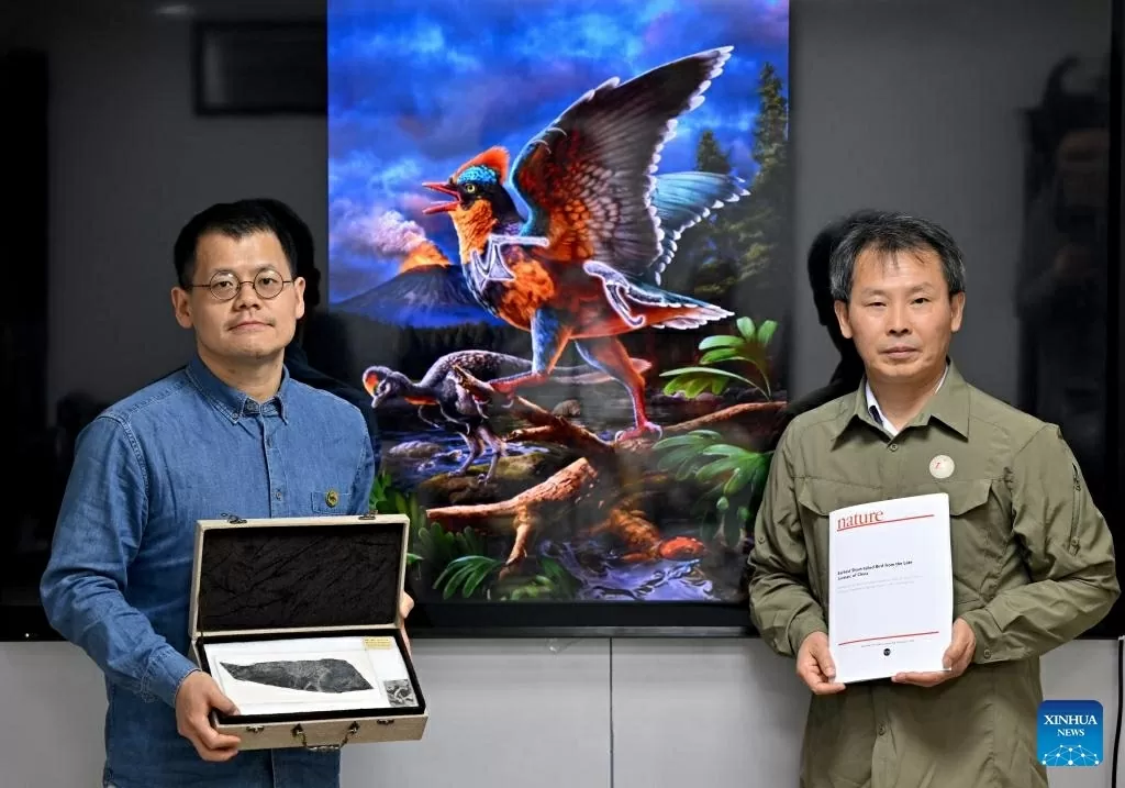 Hé lộ nguồn gốc các loài chim từ phát hiện hóa thạch kỷ Jura tại Trung Quốc