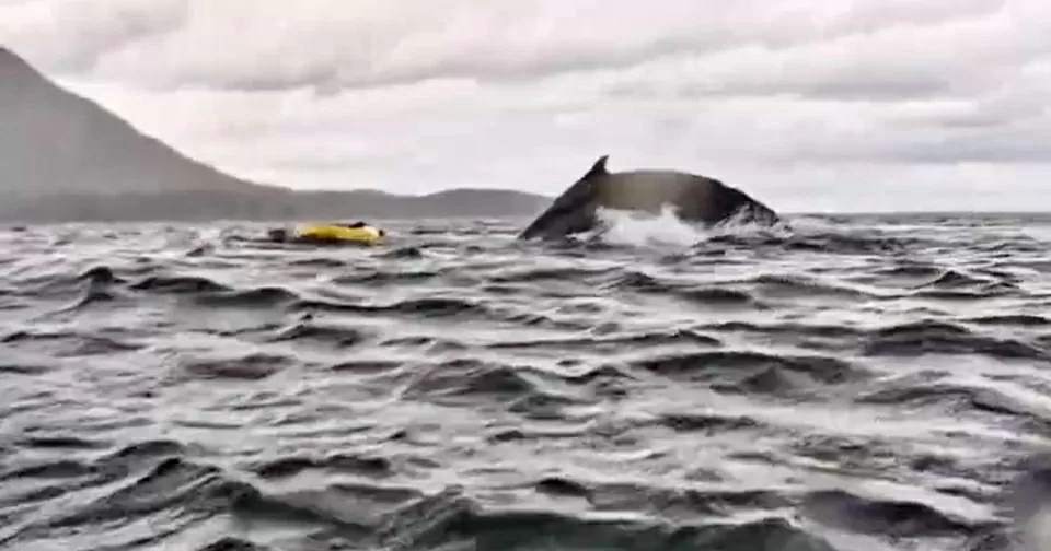 Cá voi lưng gù nuốt chửng rồi nhả ra người đi thuyền kayak ngoài khơi Chile Cá voi lưng gù nuốt chửng rồi nhả ra người đi thuyền kayak ngoài khơi Chile