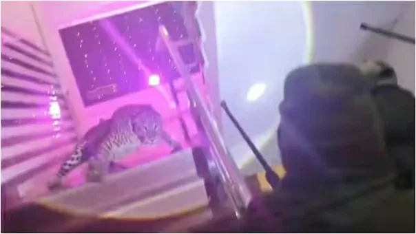 Con báo hoang dã 'đột nhập' trung tâm tiệc cưới Ấn Độ