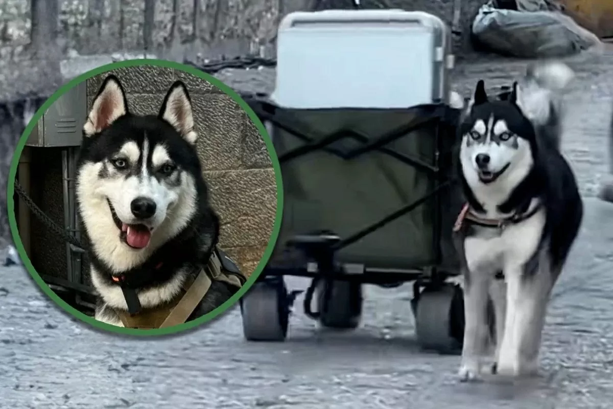 Độc đáo ‘shipper’ Husky ở Trung Quốc Độc đáo ‘shipper’ Husky ở Trung Quốc