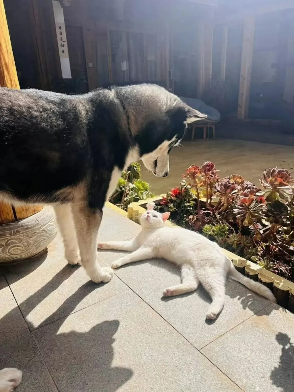 Độc đáo ‘shipper’ Husky ở Trung Quốc Độc đáo ‘shipper’ Husky ở Trung Quốc