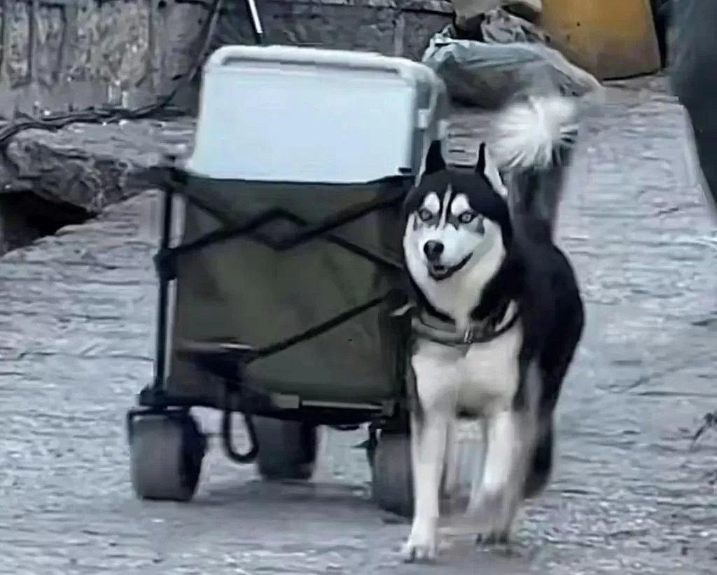 Độc đáo ‘shipper’ Husky ở Trung Quốc Độc đáo ‘shipper’ Husky ở Trung Quốc