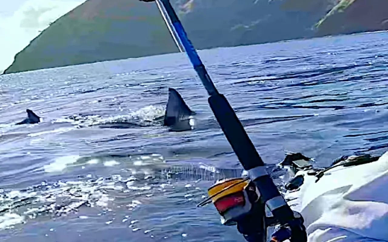 Đối mặt với cá mập trắng Đối mặt với cá mập trắng