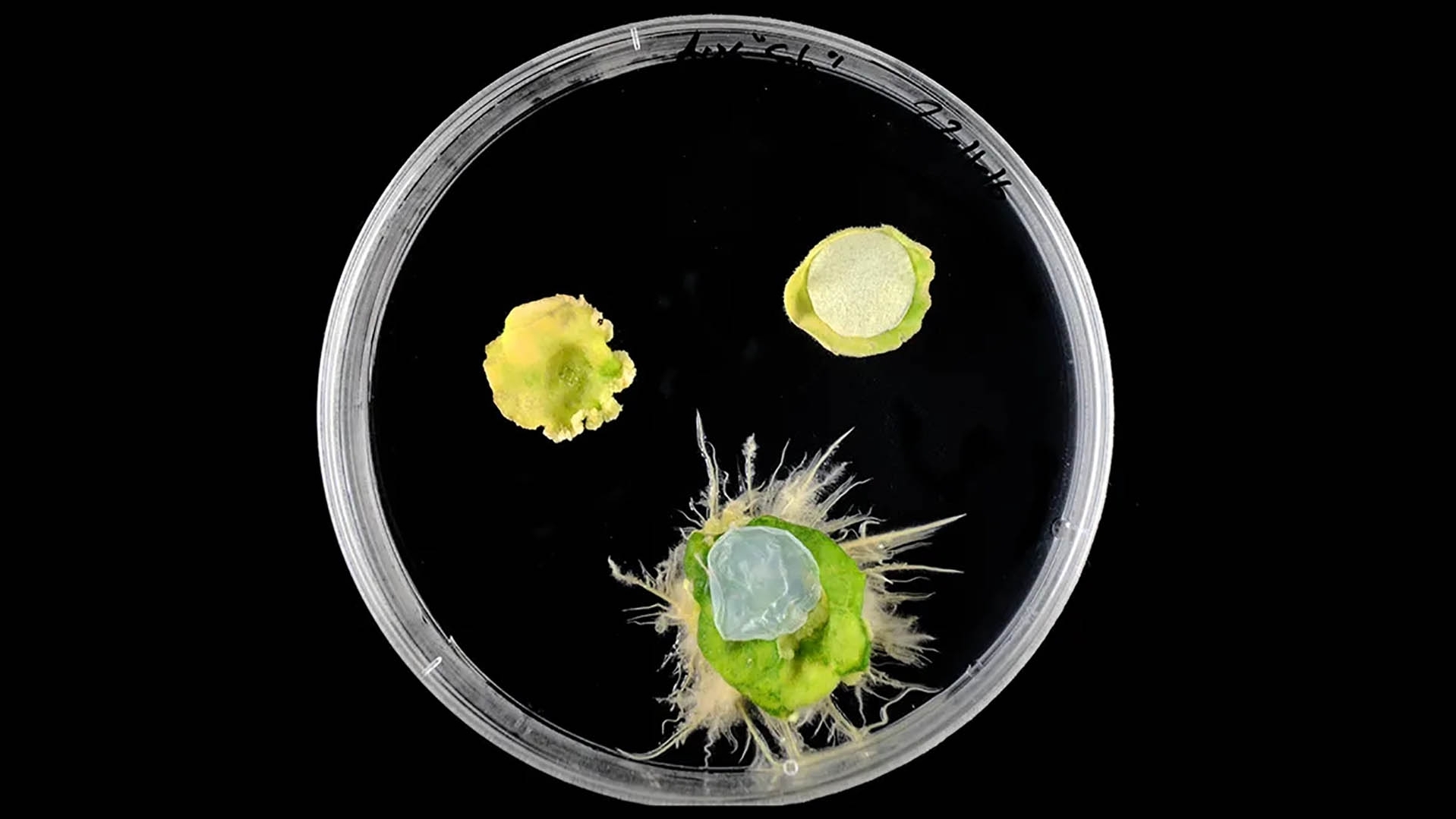 ‘Băng cá nhân’ chữa lành cho thực vật