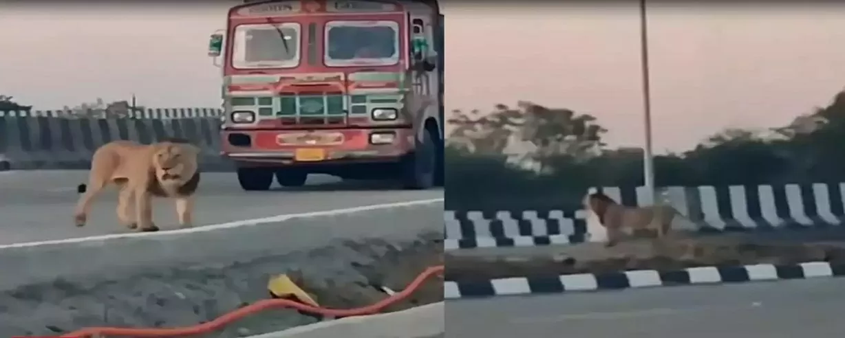 Sư tử bất ngờ xuất hiện trên đường cao tốc Ấn Độ Sư tử bất ngờ xuất hiện trên đường cao tốc Ấn Độ