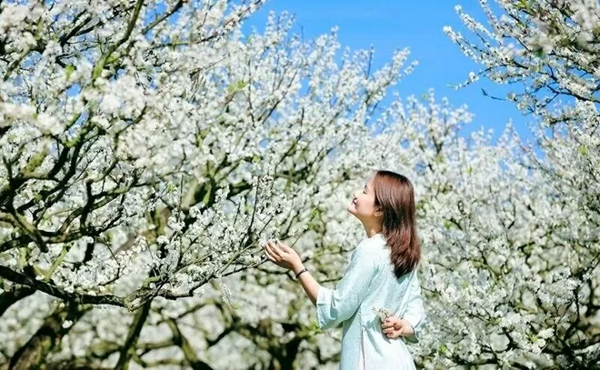 Hoa mận Mộc Châu 'khoác lên tấm áo trắng tinh khôi' như muốn níu chân du khách Hoa mận Mộc Châu 'khoác lên tấm áo trắng tinh khôi' như muốn níu chân du khách
