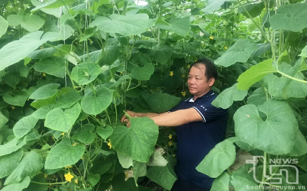 Thái Nguyên ‘vượt chướng ngại vật’, duy trì đà tăng trưởng nông nghiệp Thái Nguyên ‘vượt chướng ngại vật’, duy trì đà tăng trưởng nông nghiệp