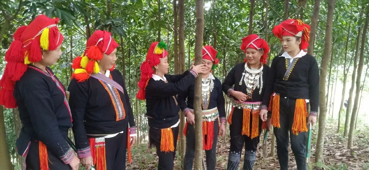 Cây quế góp phần nâng cao đời sống người dân Bảo Thắng. (Nguồn: Báo Dân tộc)