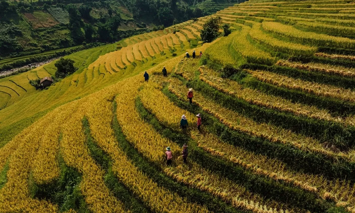 Ruộng bậc thang ở Sa Pa được bình chọn là 1 trong 7 ruộng bậc thang đẹp và kỳ vĩ nhất châu Á. (Nguồn: Vnxpress)