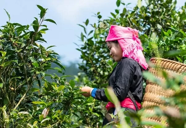 Trải nghiệm hái chè tuyết Shan Bản Liền. (Nguồn: Báo Công Thương)