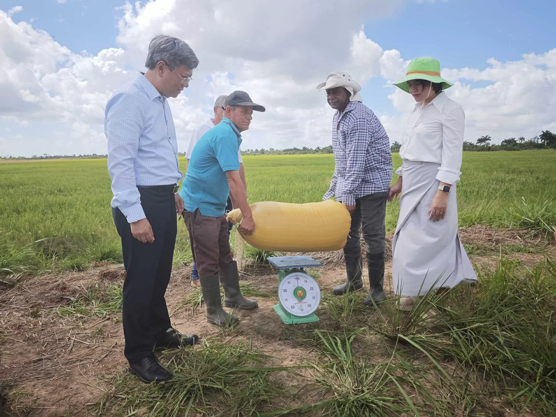 Tiếp tục nghiên cứu, mở rộng dự án đầu tư sản xuất lúa gạo tại Cuba