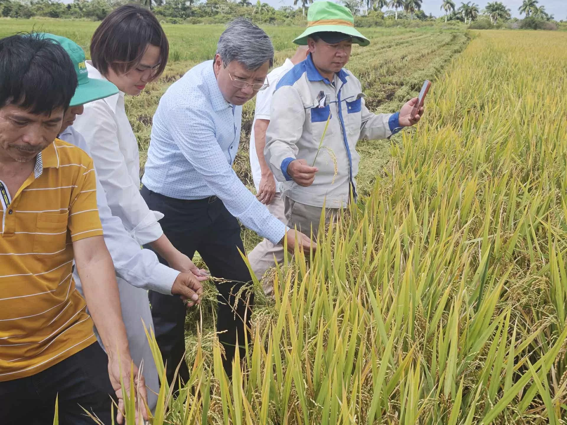 Tiếp tục nghiên cứu, mở rộng dự án đầu tư sản xuất lúa gạo tại Cuba