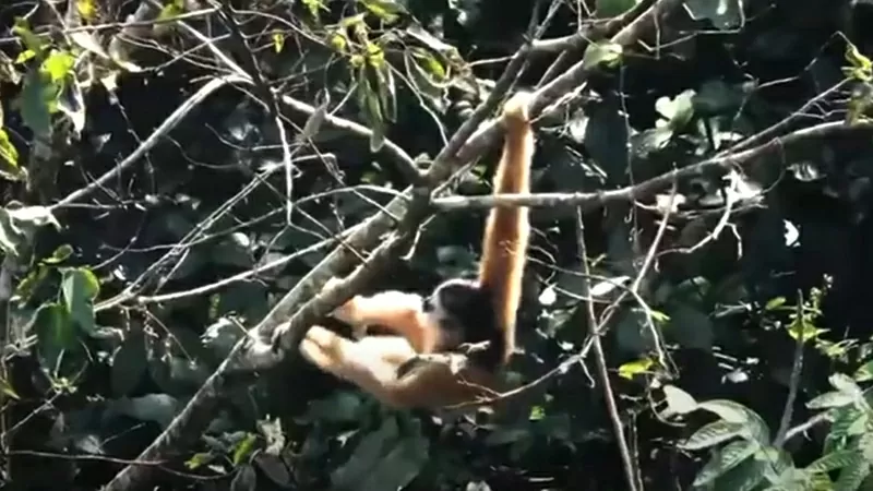 Khám phá nơi ở cuối cùng của loài vượn đặc biệt quý hiếm tại khu vực biên giới Việt - Trung Khám phá nơi ở cuối cùng của loài vượn đặc biệt quý hiếm tại khu vực biên giới Việt - Trung
