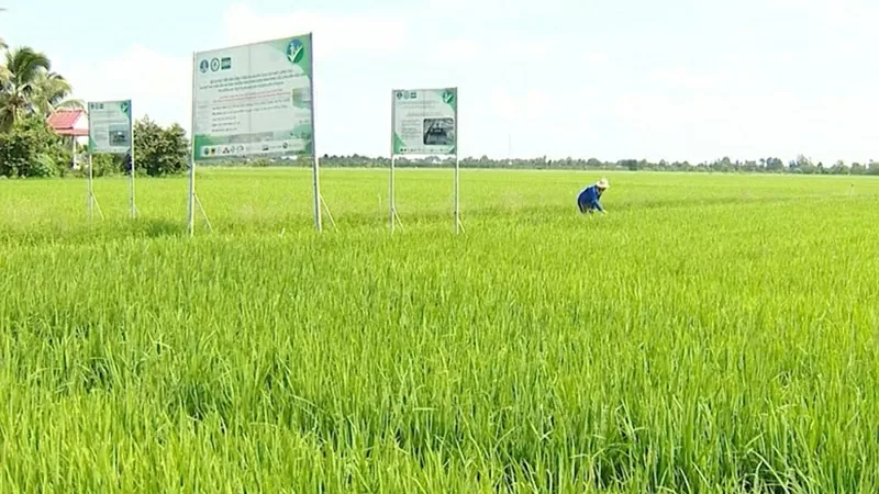 Cánh đồng thí điểm Đề án 1 triệu ha lúa chất lượng cao tại tỉnh Đồng Tháp.