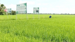 Hiệu quả tích cực sản xuất xanh từ Đề án 1 triệu ha lúa chất lượng cao ở ĐBSCL